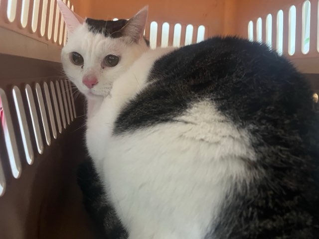 종료(자연사) 한국…